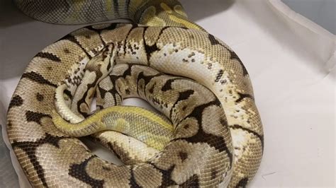 breeding ball pythons|More.